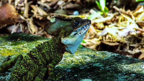 Close-up of lizard on rock