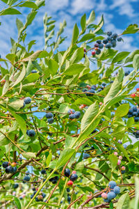 Close-up of berries growing on tree