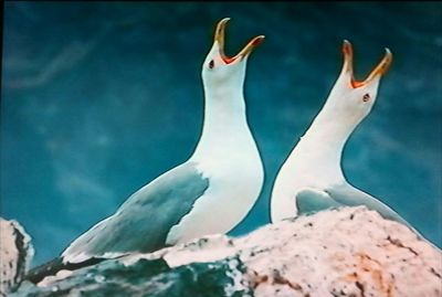 Close-up of birds on rock