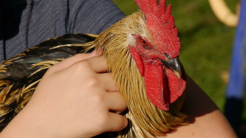 Close-up of a person holding rooster