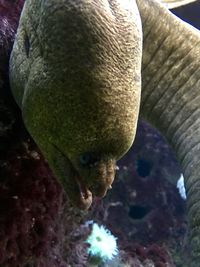 Close-up of turtle swimming in water