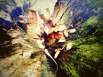 Close-up of leaves on tree trunk