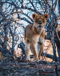 Portrait of lioness in forest