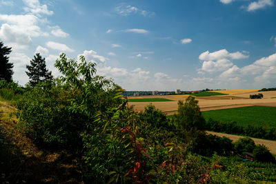 Scenic view of agricultural field against sky