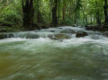 Scenic view of waterfall in forest