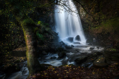 Scenic view of waterfall in forest