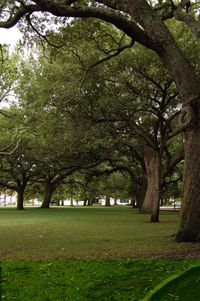 Trees in park