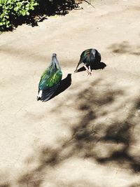 Bird on ground