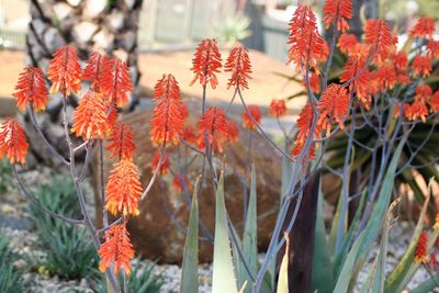 Close-up of red flower