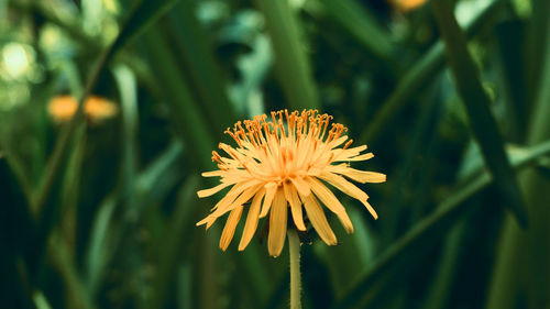 Close-up of orange flower against blurred background