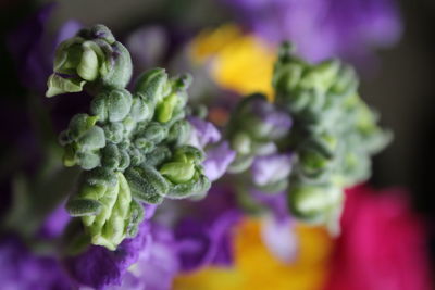 Close-up of purple flower