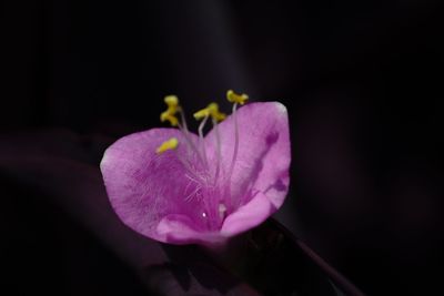 Close-up of pink rose flower