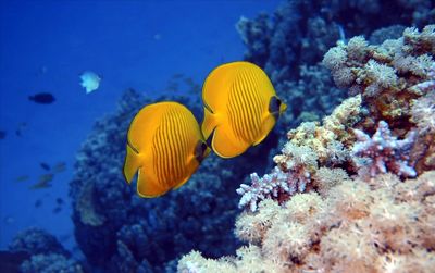 View of fish in sea