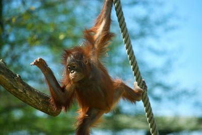 Close-up of monkey on tree