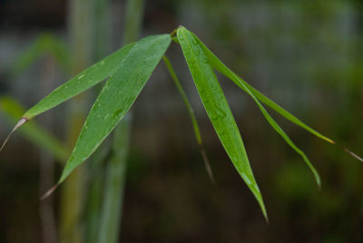 Close-up of raindrops on leaf