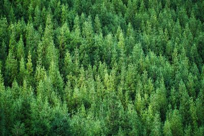 Full frame shot of pine trees in forest