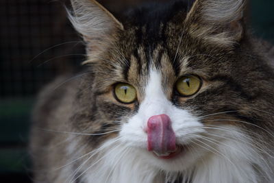 Close-up portrait of cat