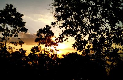 Silhouette trees against sky during sunset