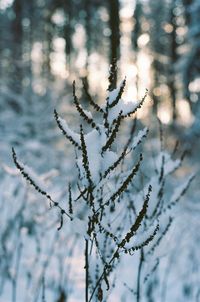 Close-up of frozen plant