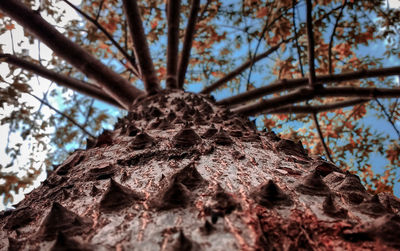 Low angle view of cherry tree