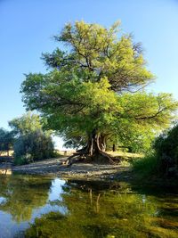 Tree by lake in forest against sky