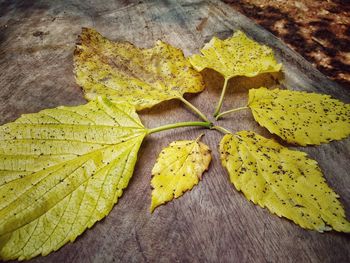 High angle view of yellow leaves