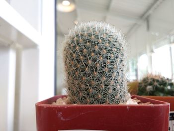 Close-up of potted plant