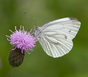 Close-up of butterfly on flower