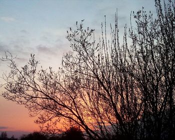 Silhouette bare trees against sky during sunset