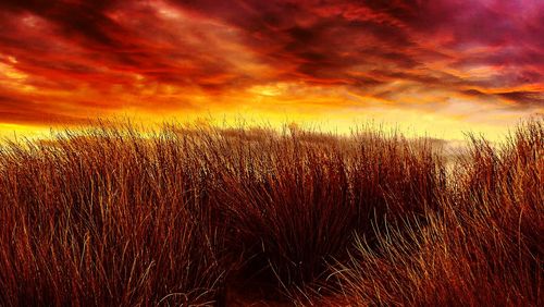 Scenic view of field against cloudy sky