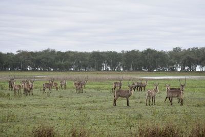 Horses in a field