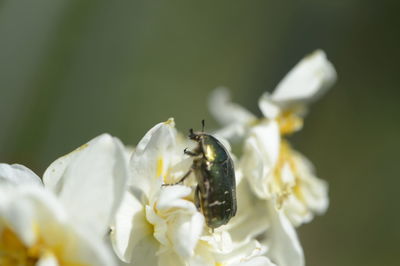 Close-up of insect on white flower