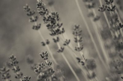 Close-up of leaves