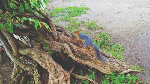 High angle view of lizard on tree