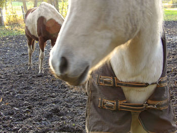 Horse standing in ranch