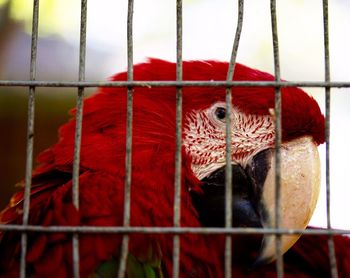 Close-up of scarlet macaw in cage