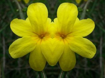 Close-up of yellow flower