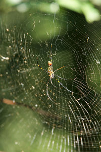 Close-up of spider on web