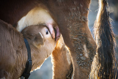 Close-up of two horses