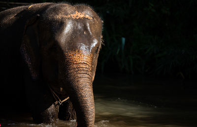 Close-up of elephant drinking water