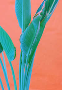 Close-up of leaf against orange background