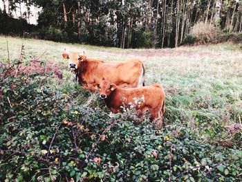 Cow on field against trees