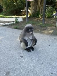 Baby sitting on footpath by road