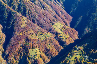 High angle view of trees on mountain