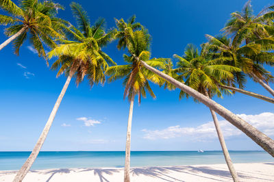 Beautiful tropical sand beach and coconut palm trees with blue sky