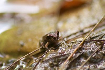 Close-up of frog on leaf