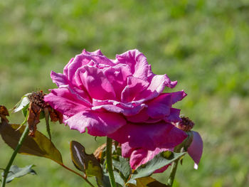Close-up of pink rose