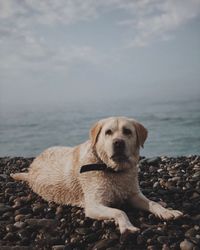 Dog relaxing on beach