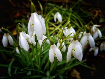 Close-up of white crocus blooming outdoors