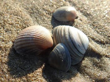Close-up of snail on beach